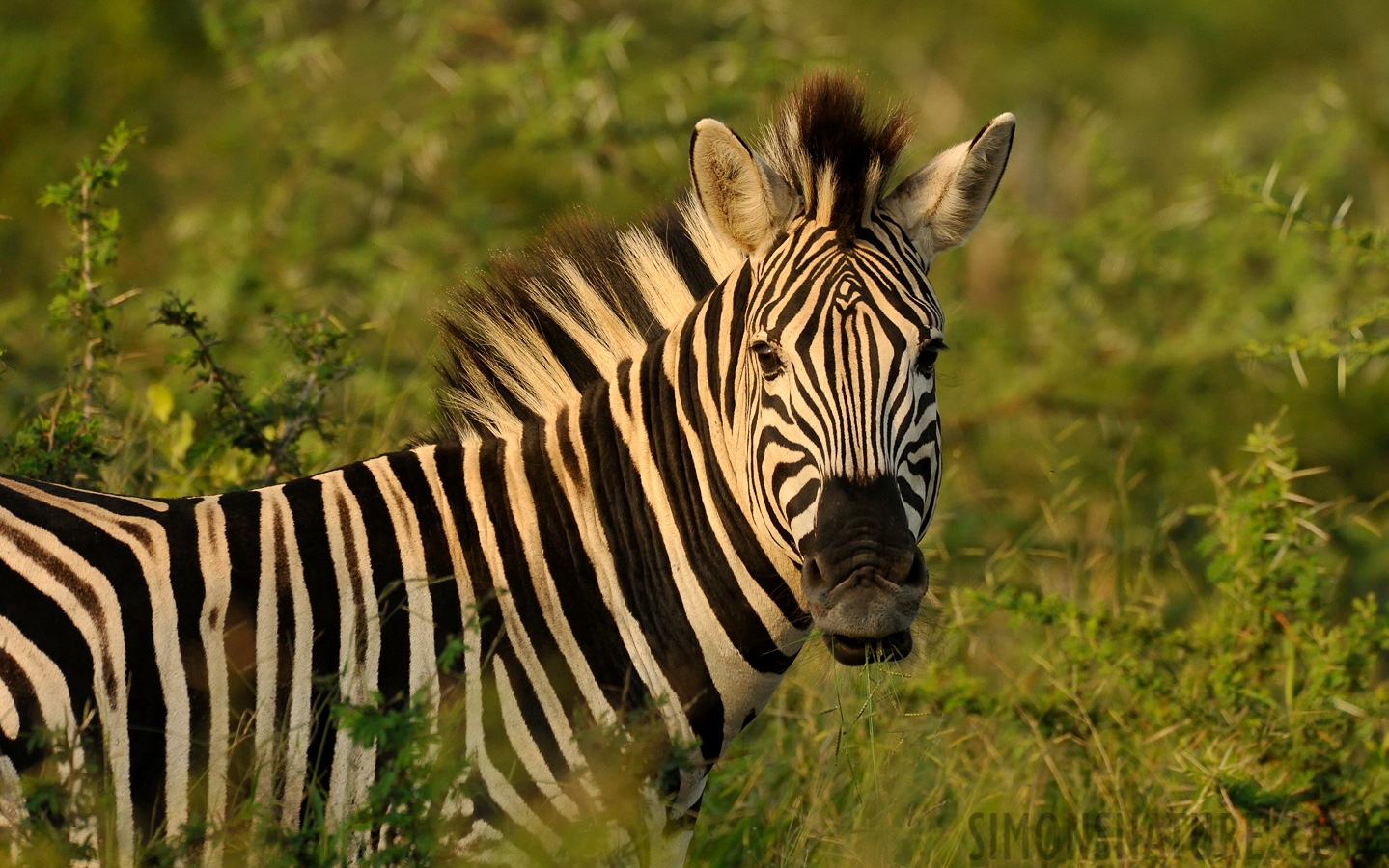 Equus quagga chapmani [550 mm, 1/2000 sec at f / 8.0, ISO 1600]